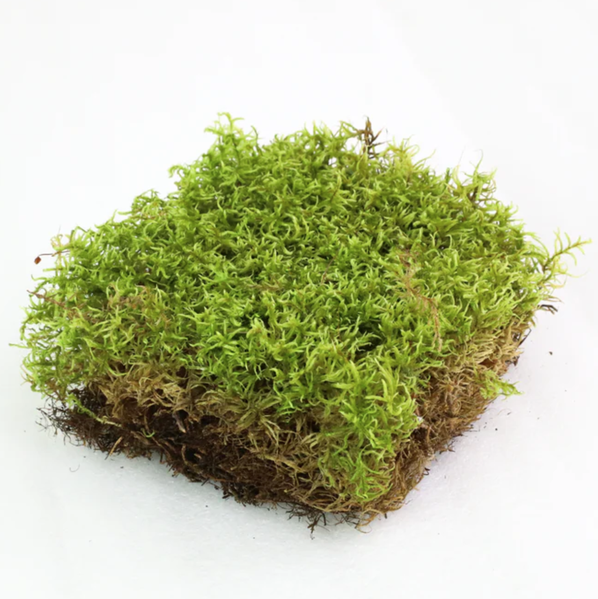 Natural Canadian Forest Moss