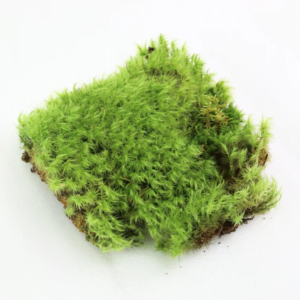 Mood Moss
