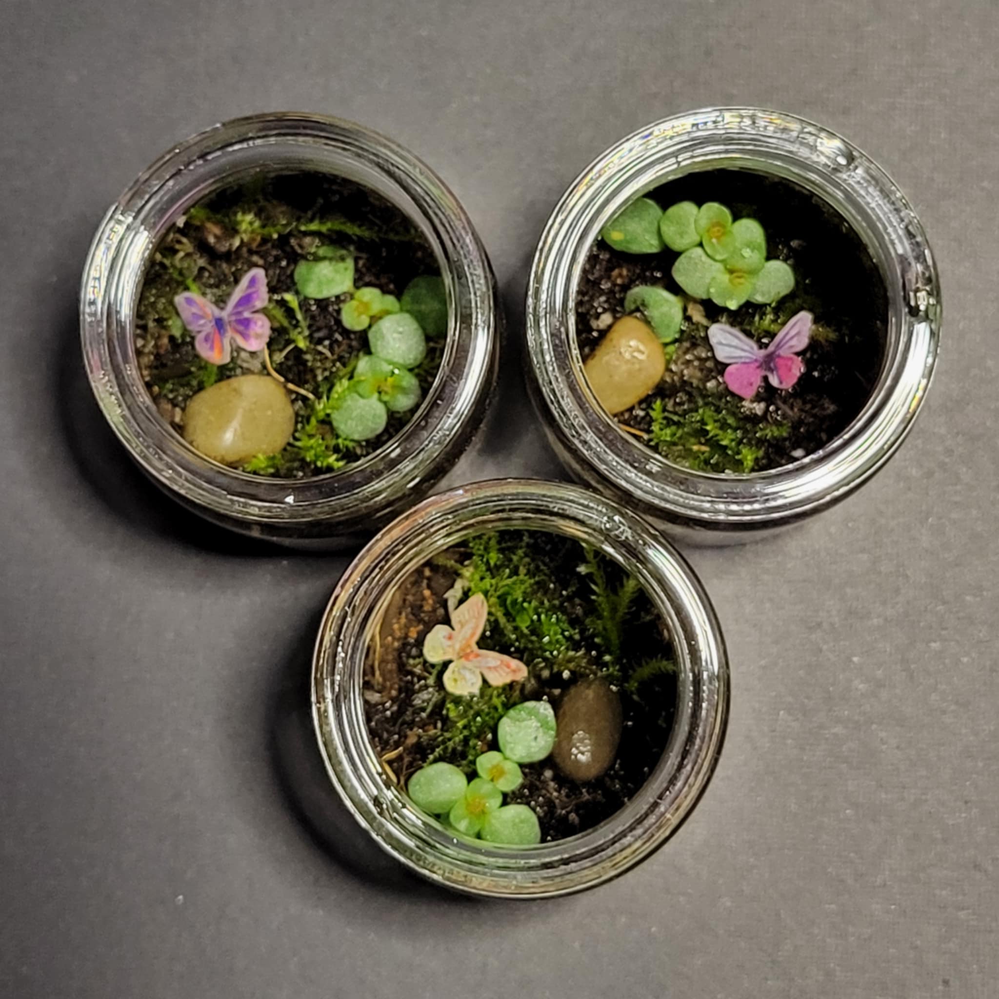 Handcrafted Terrarium 1