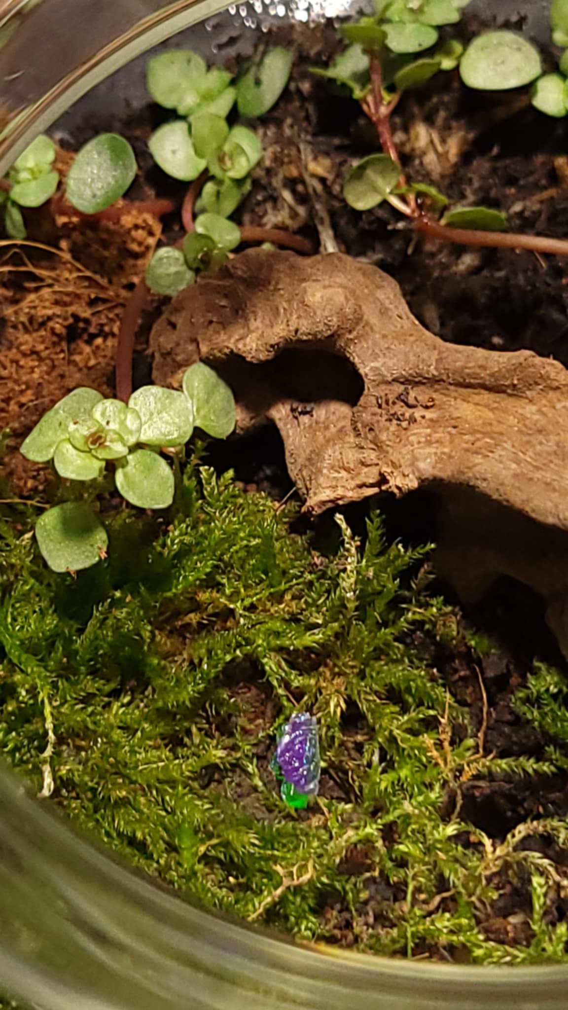 Handcrafted Terrarium 2