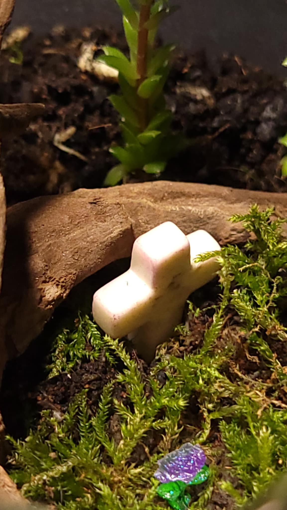 Handcrafted Terrarium 3