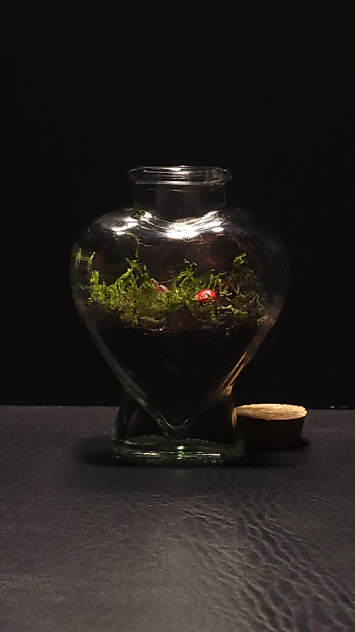 Handcrafted Terrarium 4