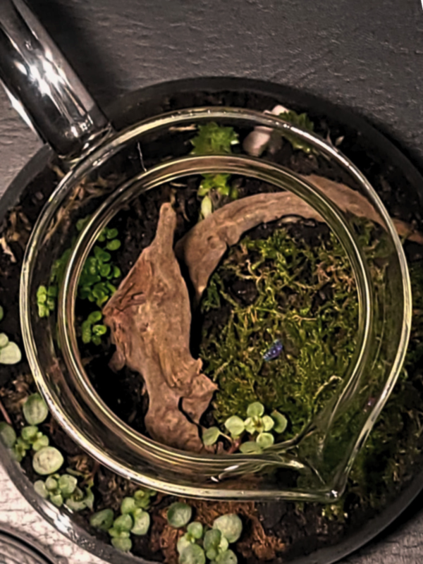 Handcrafted Terrarium 5
