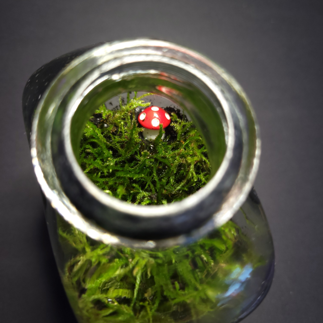 Handcrafted Terrarium 7