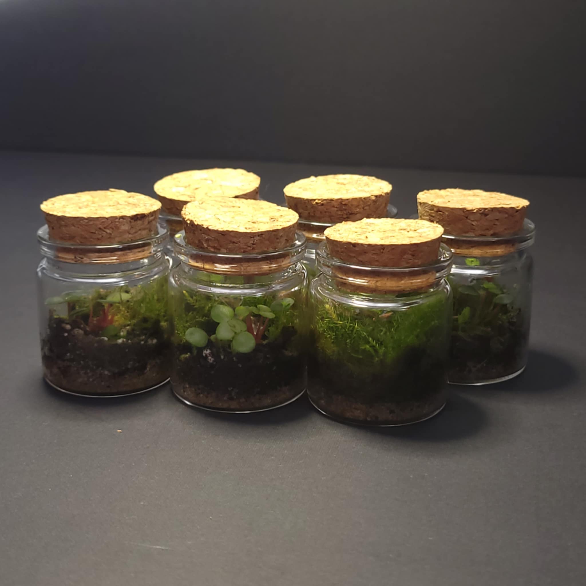 Handcrafted Terrarium 8